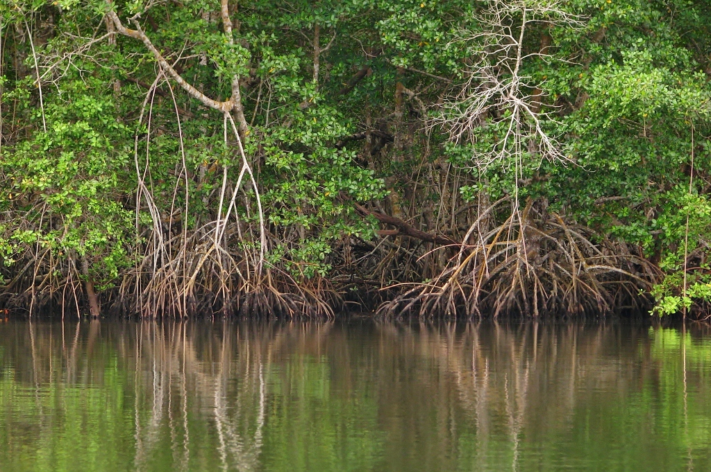 Hsinfeng Mangrove