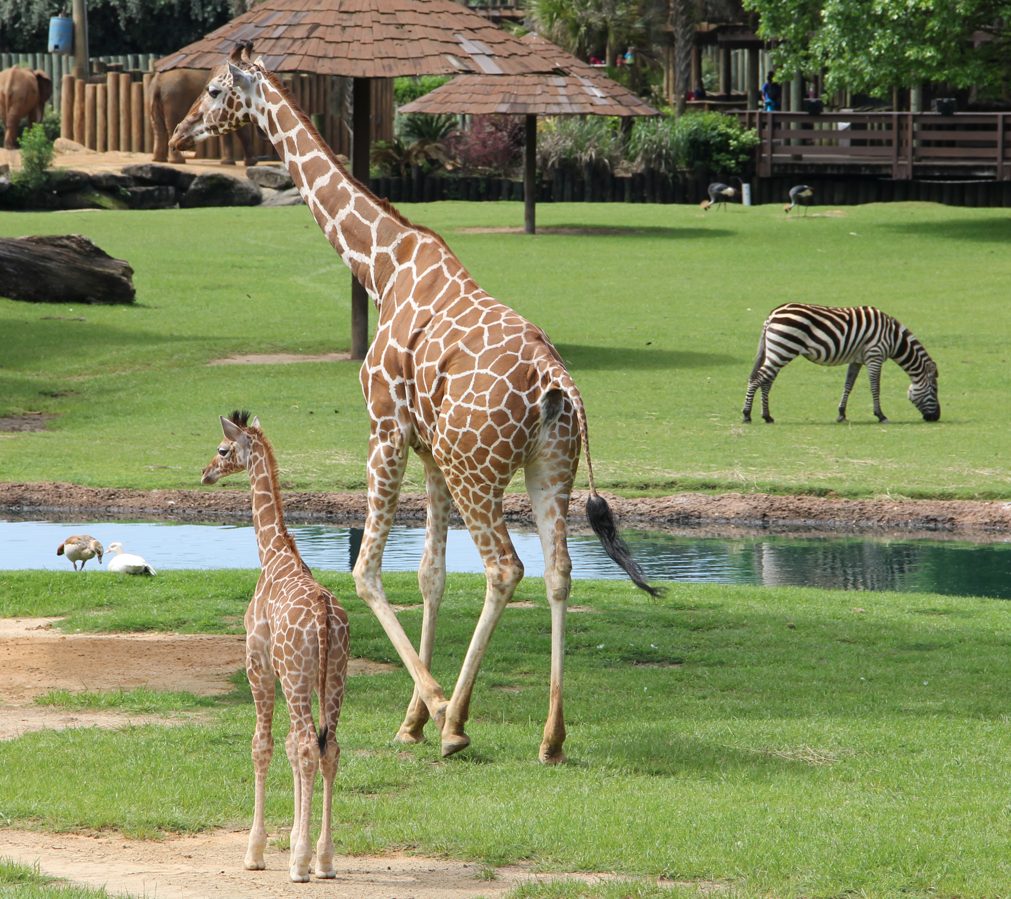Mann Wildlife Learning Museum