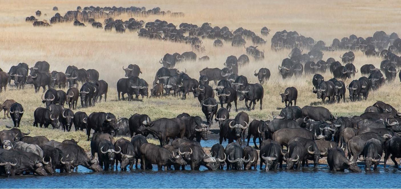 African Safari Walks