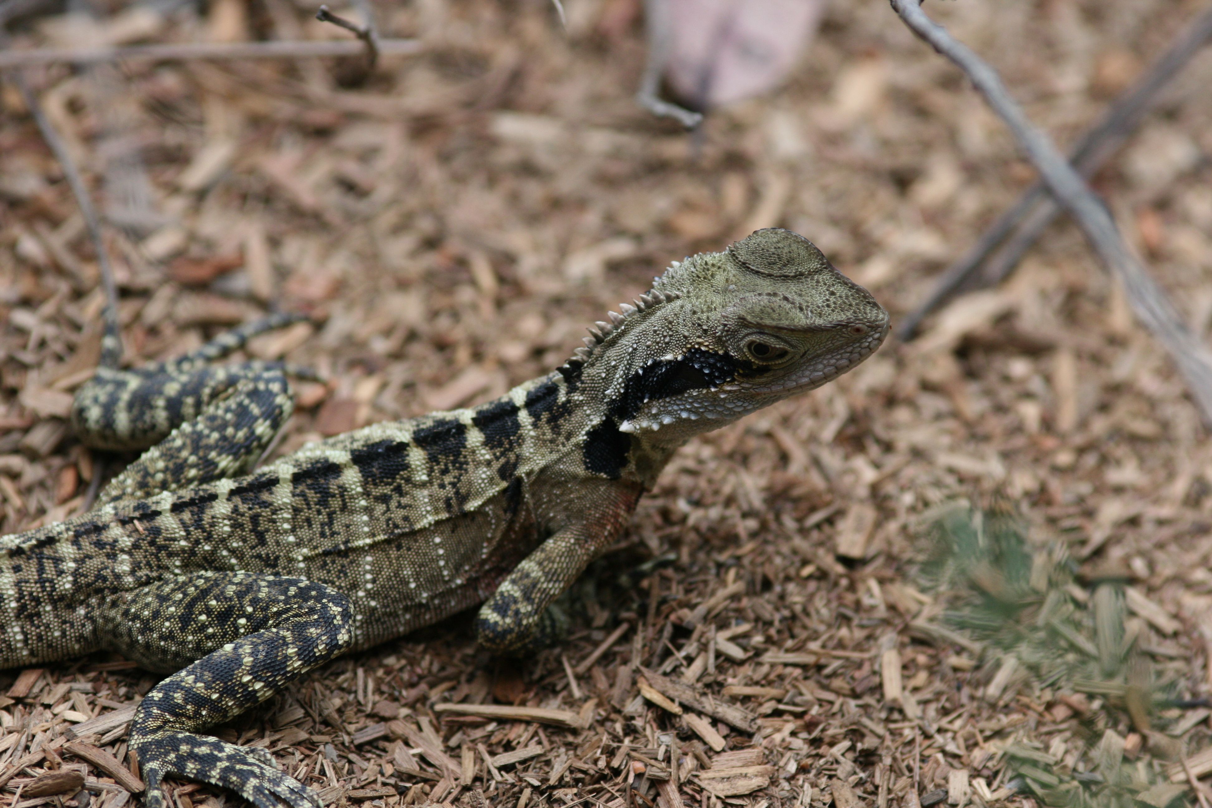 Australian Reptile Park