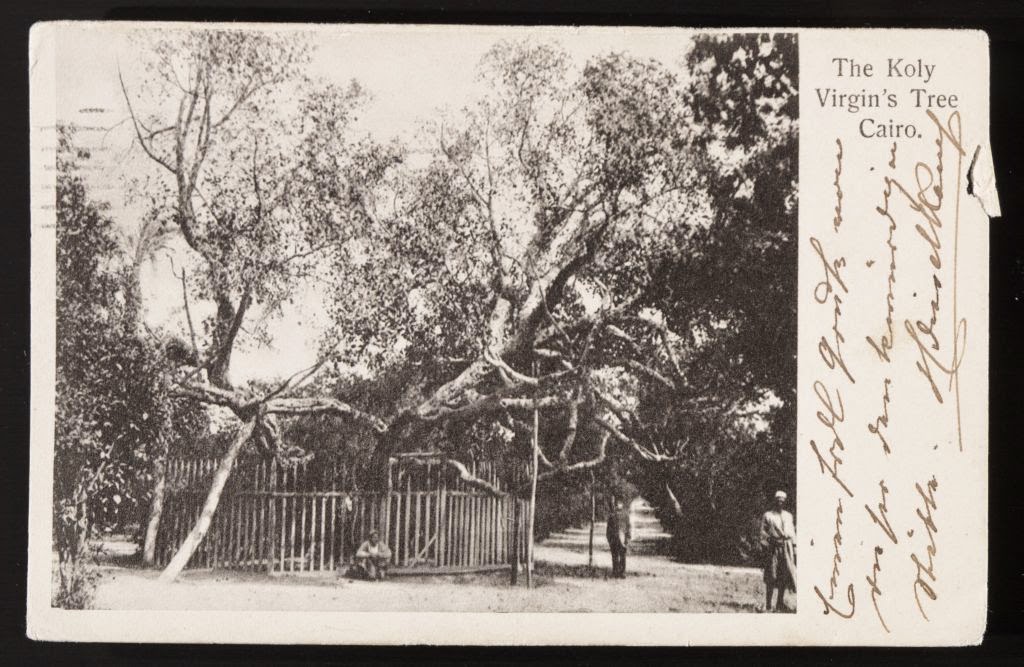 Virgin's Tree