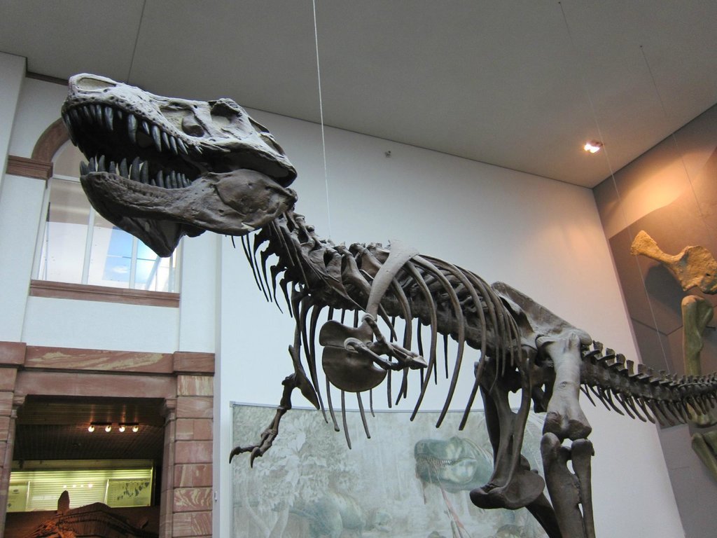 Senckenberg Natural History Museum (Naturmuseum Senckenberg)