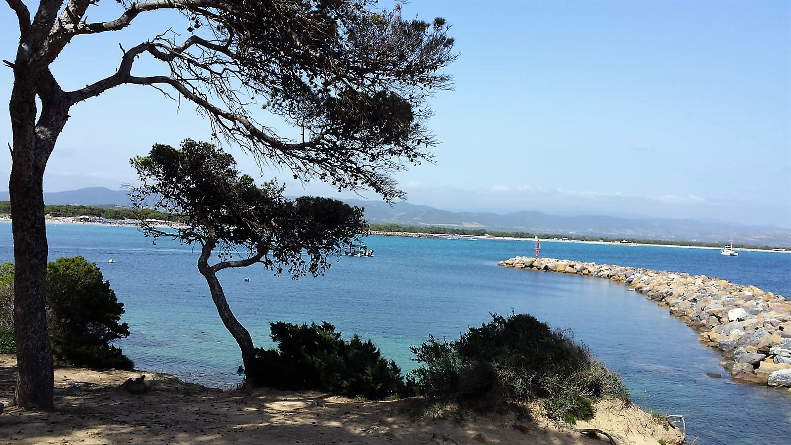 Pineta di Candiani