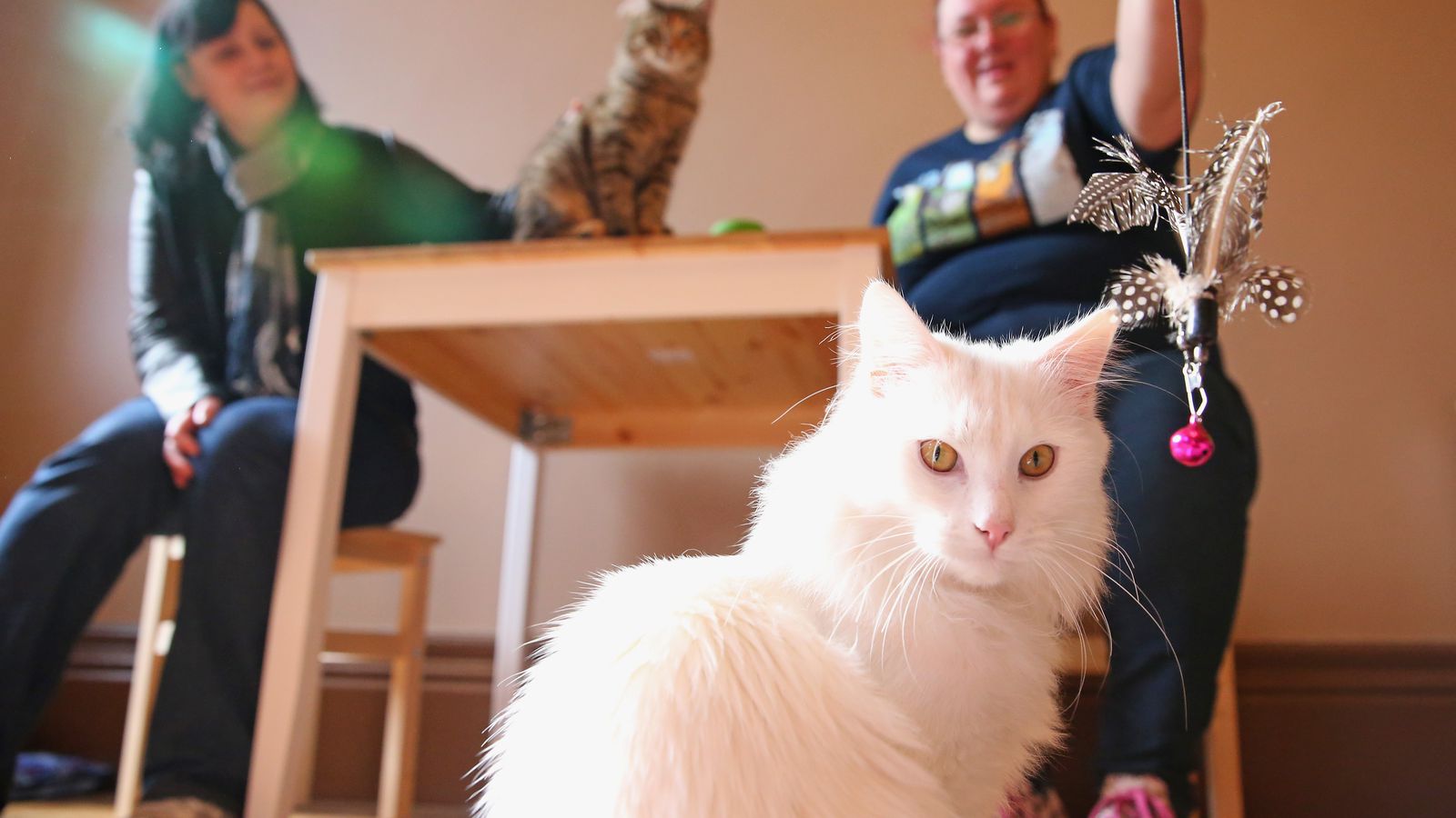 Cat Cafe Melbourne