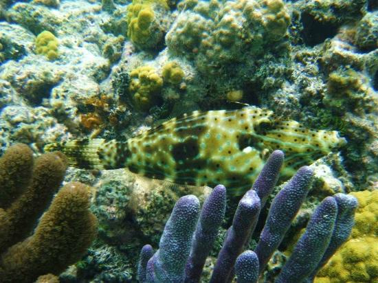Bacalar Chico National Park and Marine Reserve