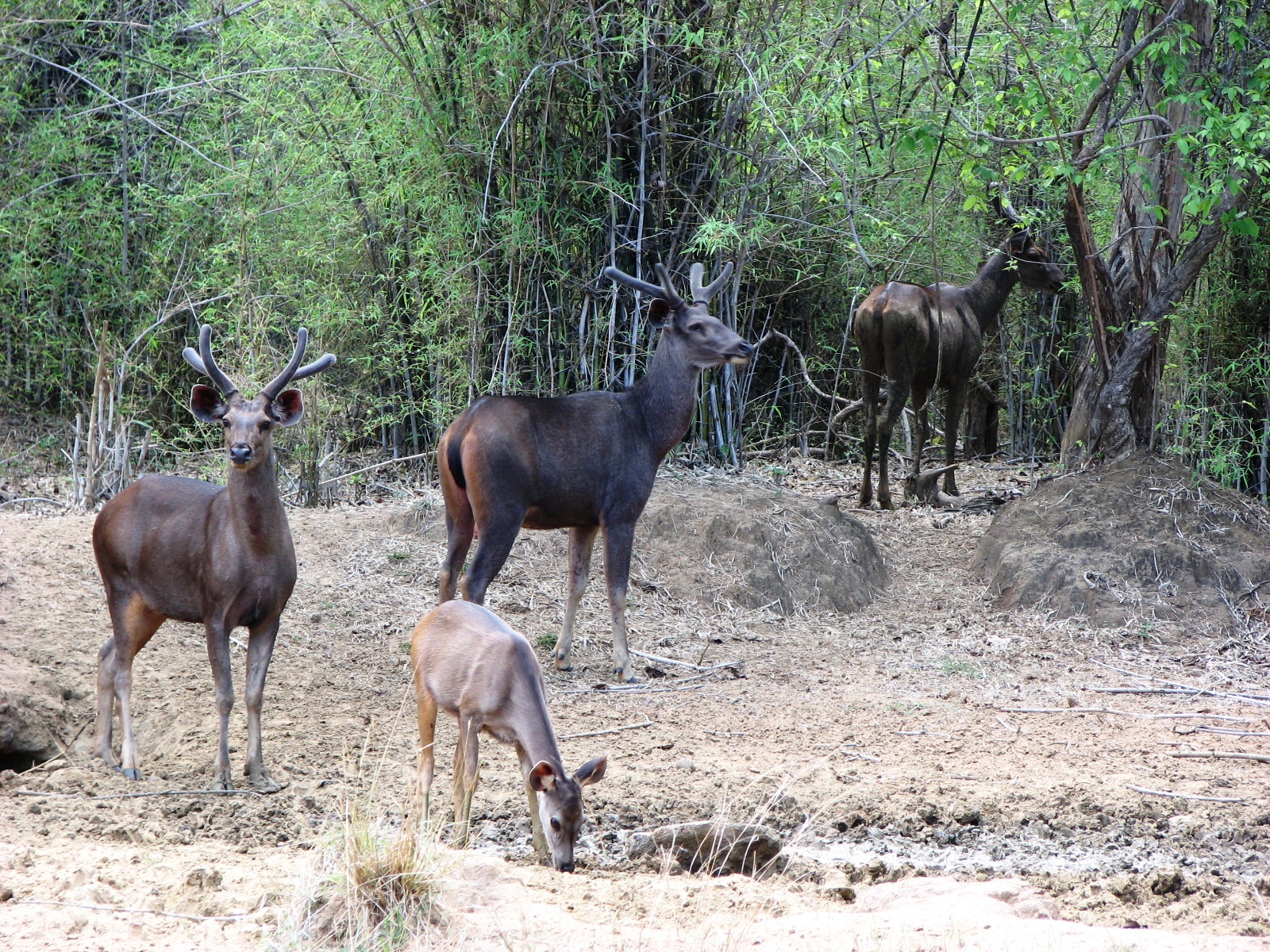 Bhamragarh Wildlife Sanctuary