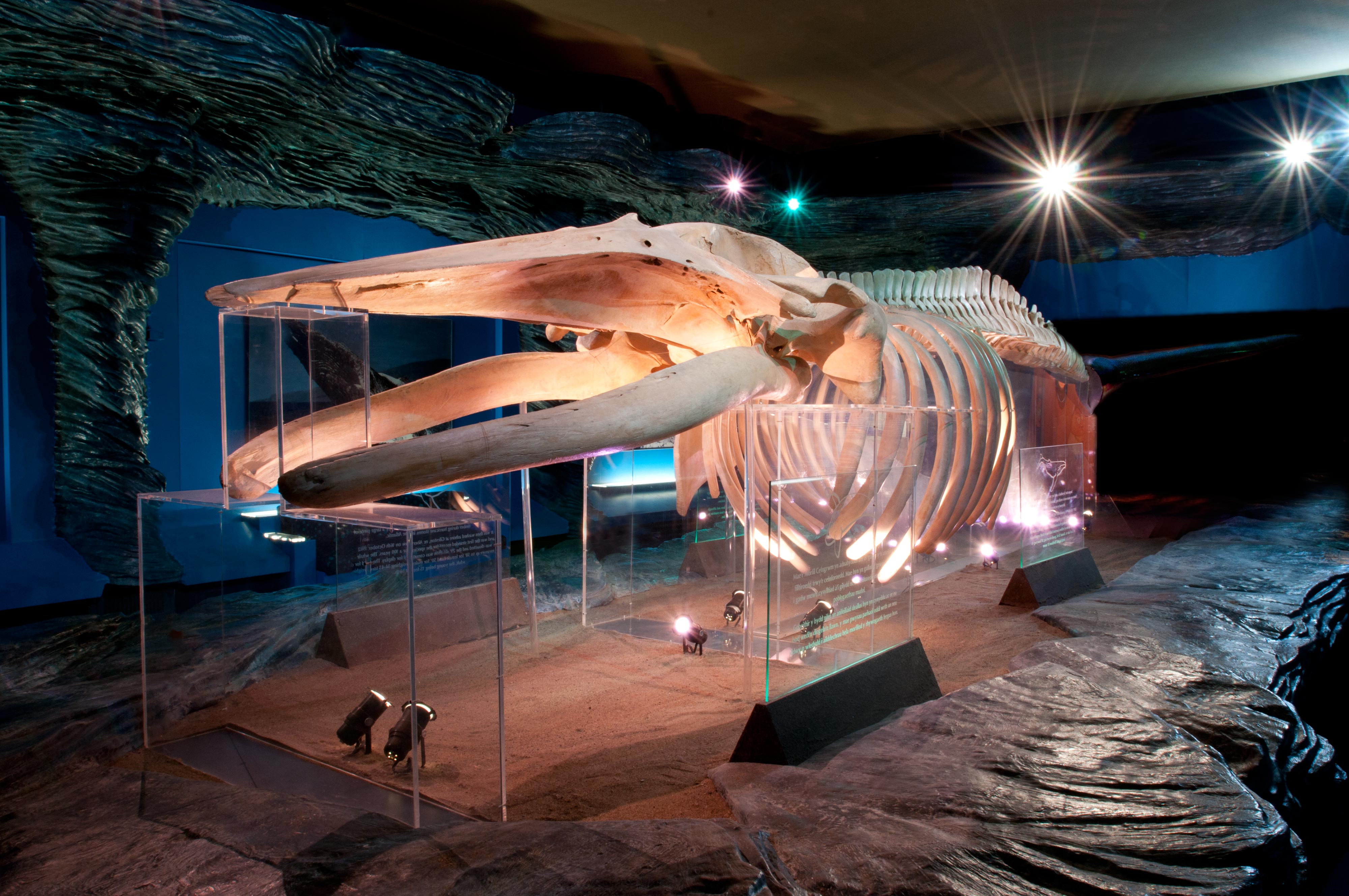 Cambrian Museum