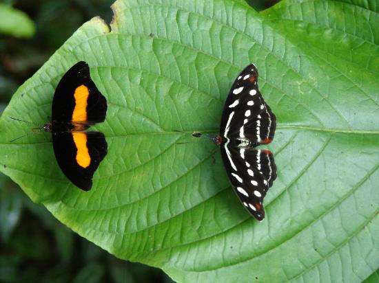 Mariposario Tambopata