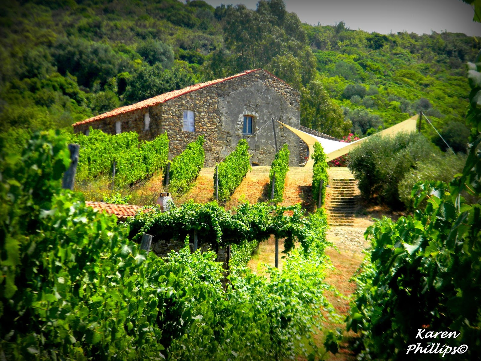 Azienda Agricola Passo Della Palomba