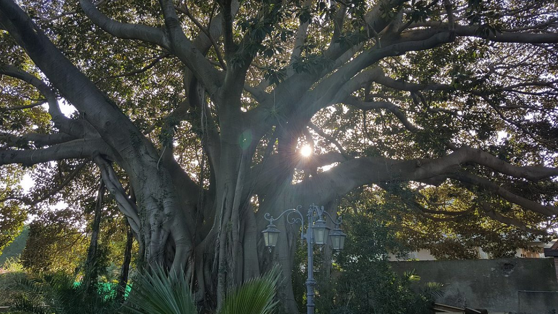 Albero Monumentale delle Marche