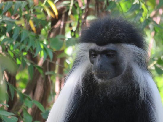 Colobus Conservation