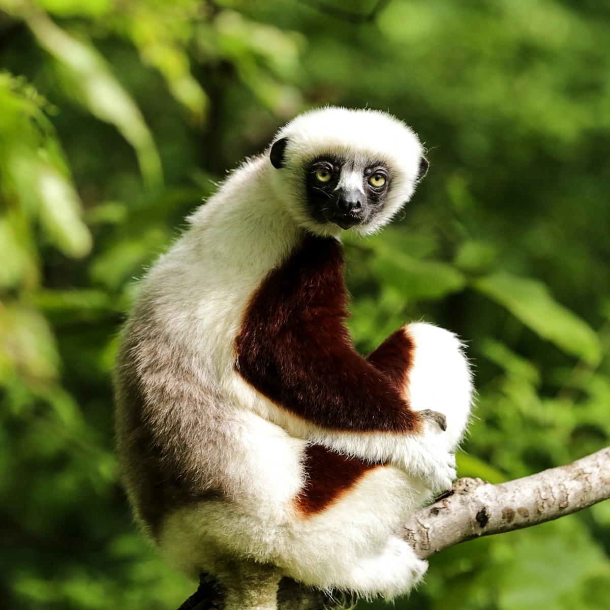 Duke Lemur Center