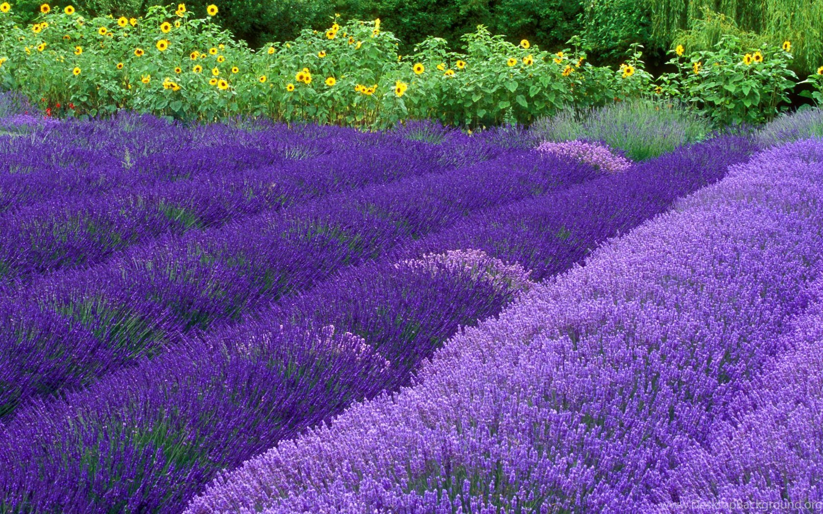 Purple Haze Lavender Farm