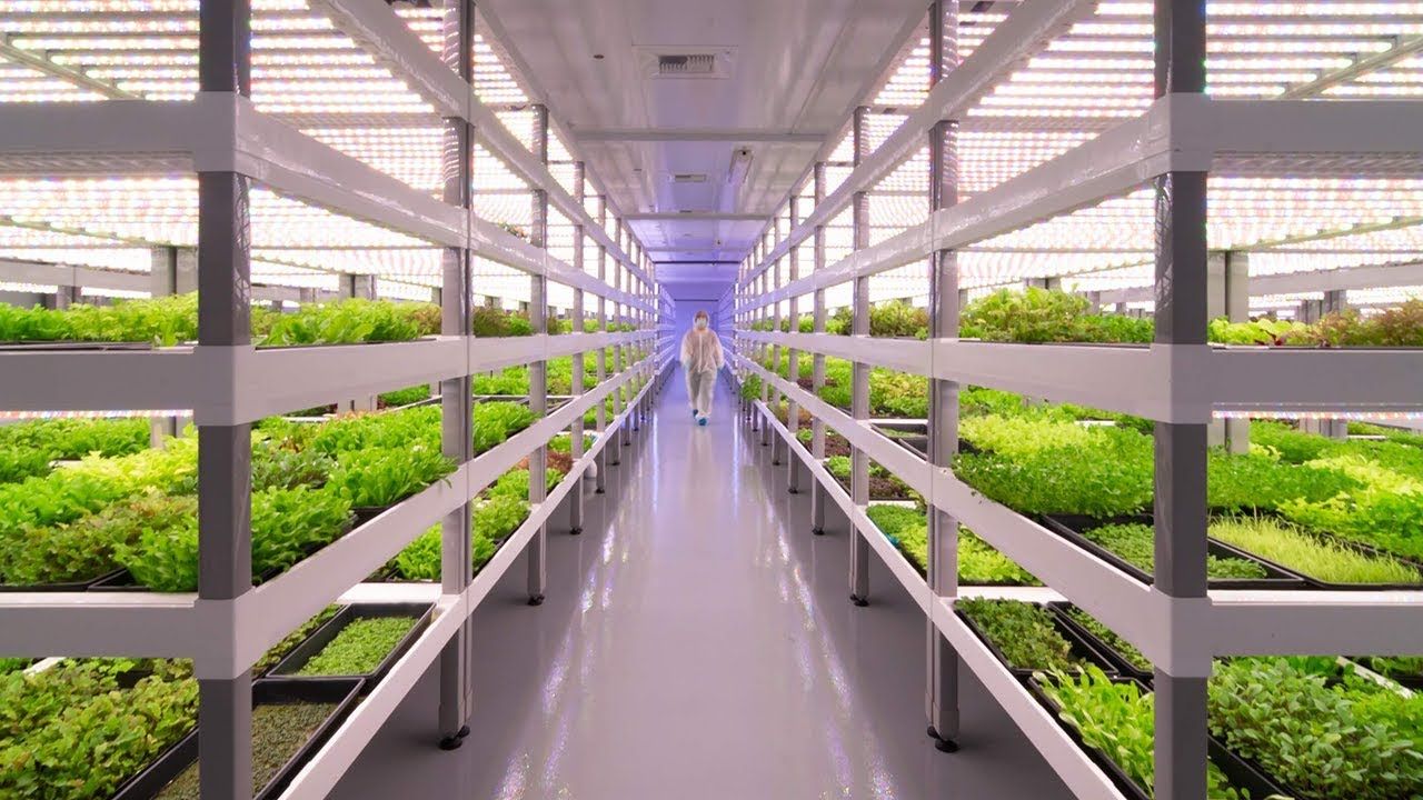 Jupu Farm