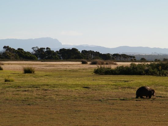 Narawntapu National Park