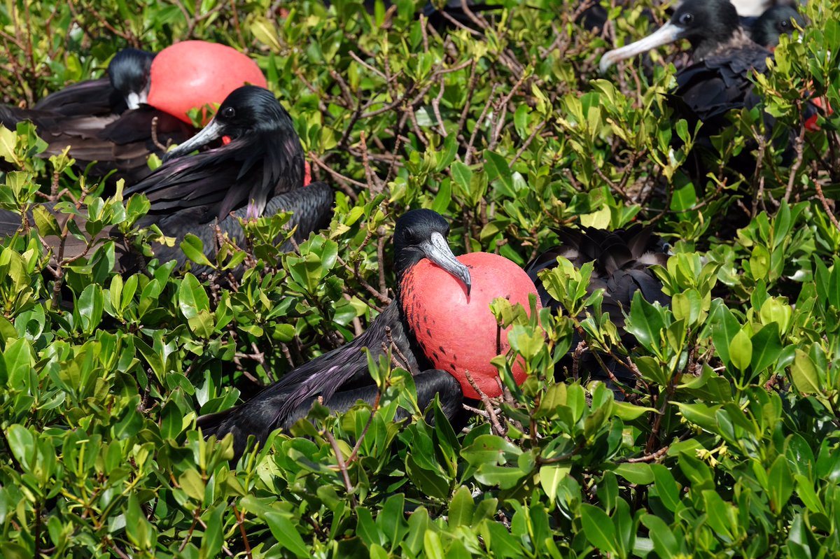 Frigate Bird Sanctuary