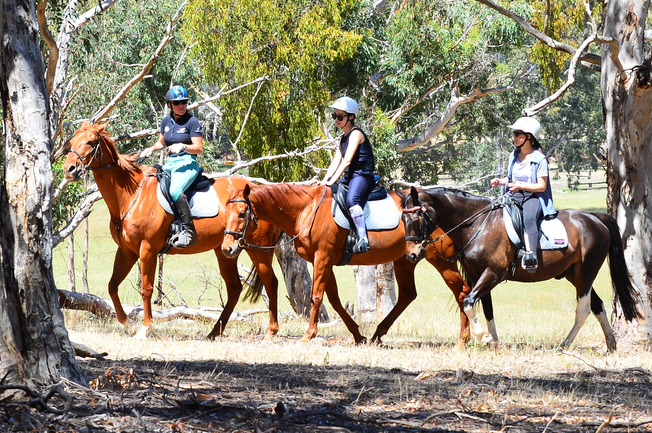 Modern Horse Riding School