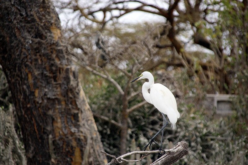 Lake Naivasha