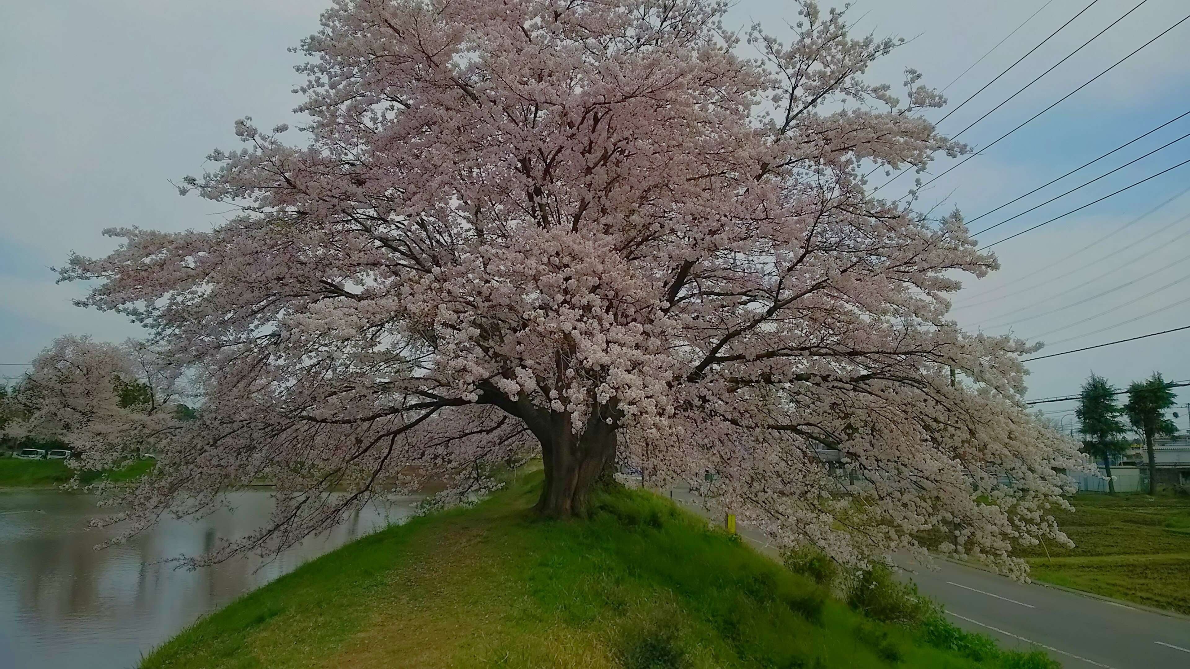 Oshimizu Pasture Cherry Tree Row