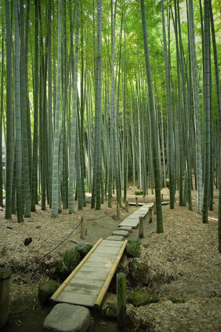 Bamboo Shoots Park