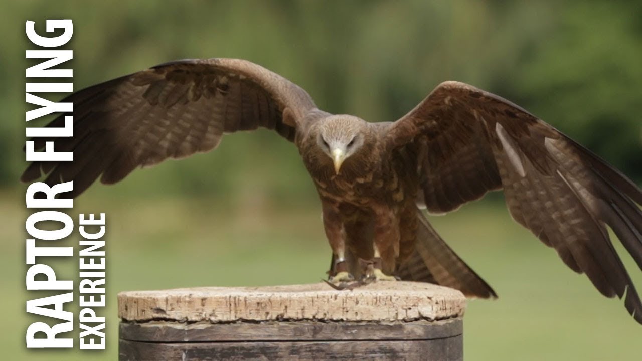 Kalba Bird of Prey Centre