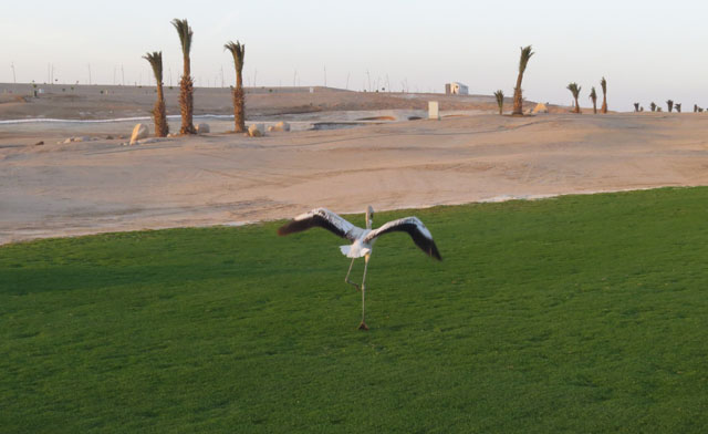 Aqaba Bird Observatory
