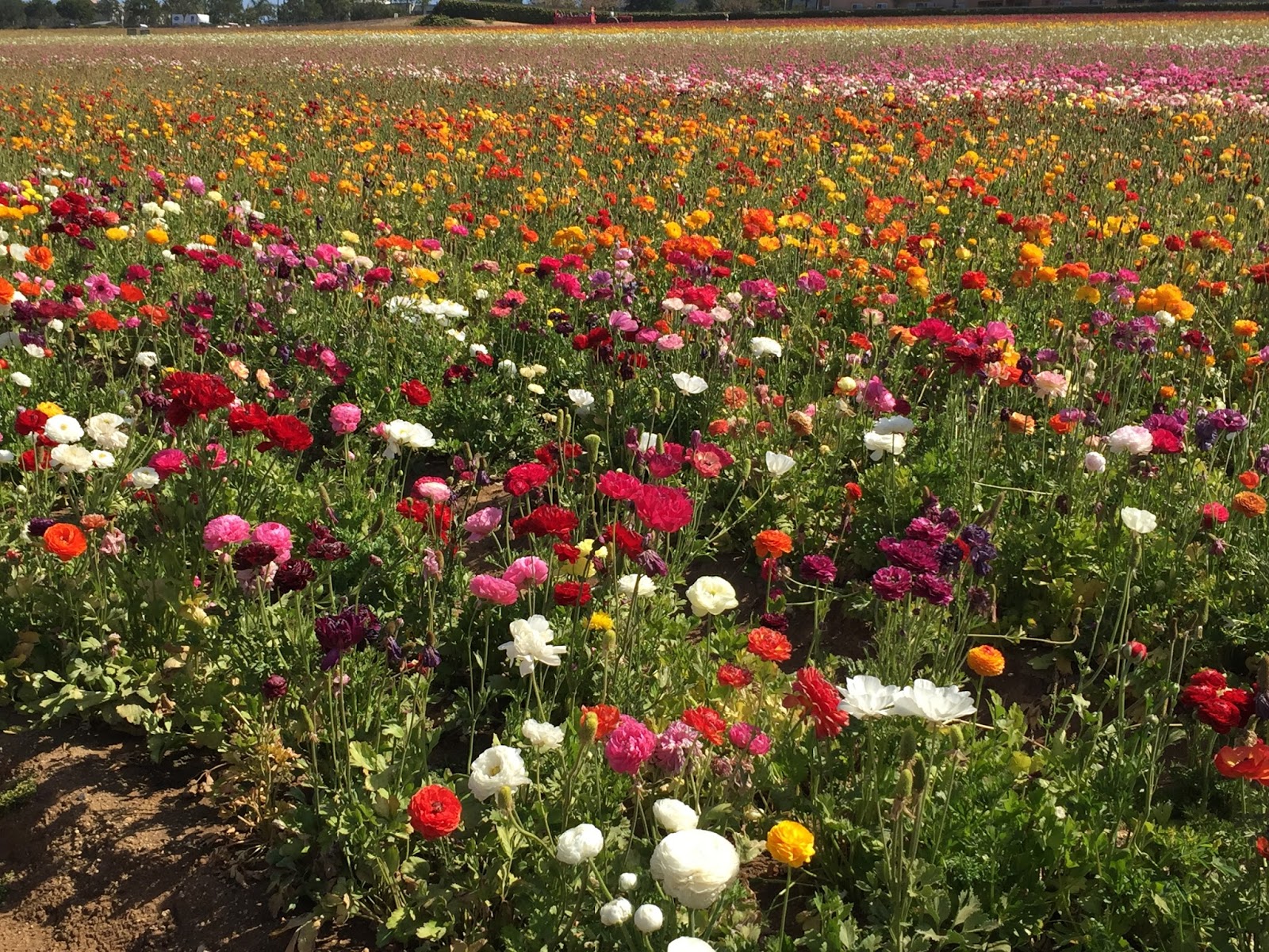 The Flower Fields at Carlsbad Ranch
