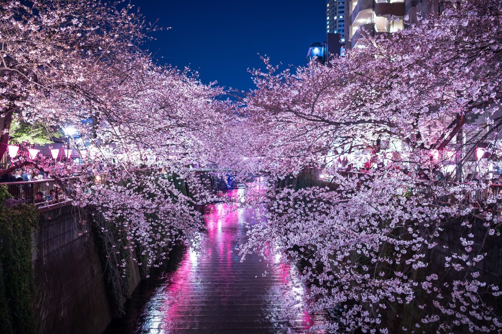 Sakura City Fireworks