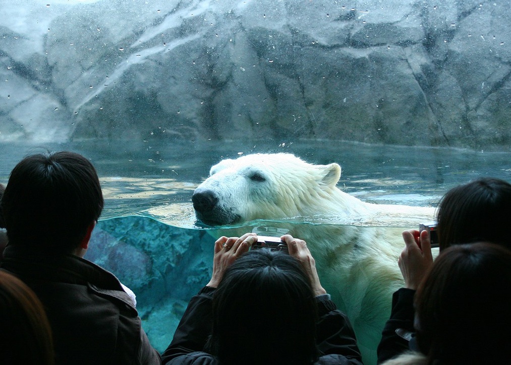Asahiyama Zoo