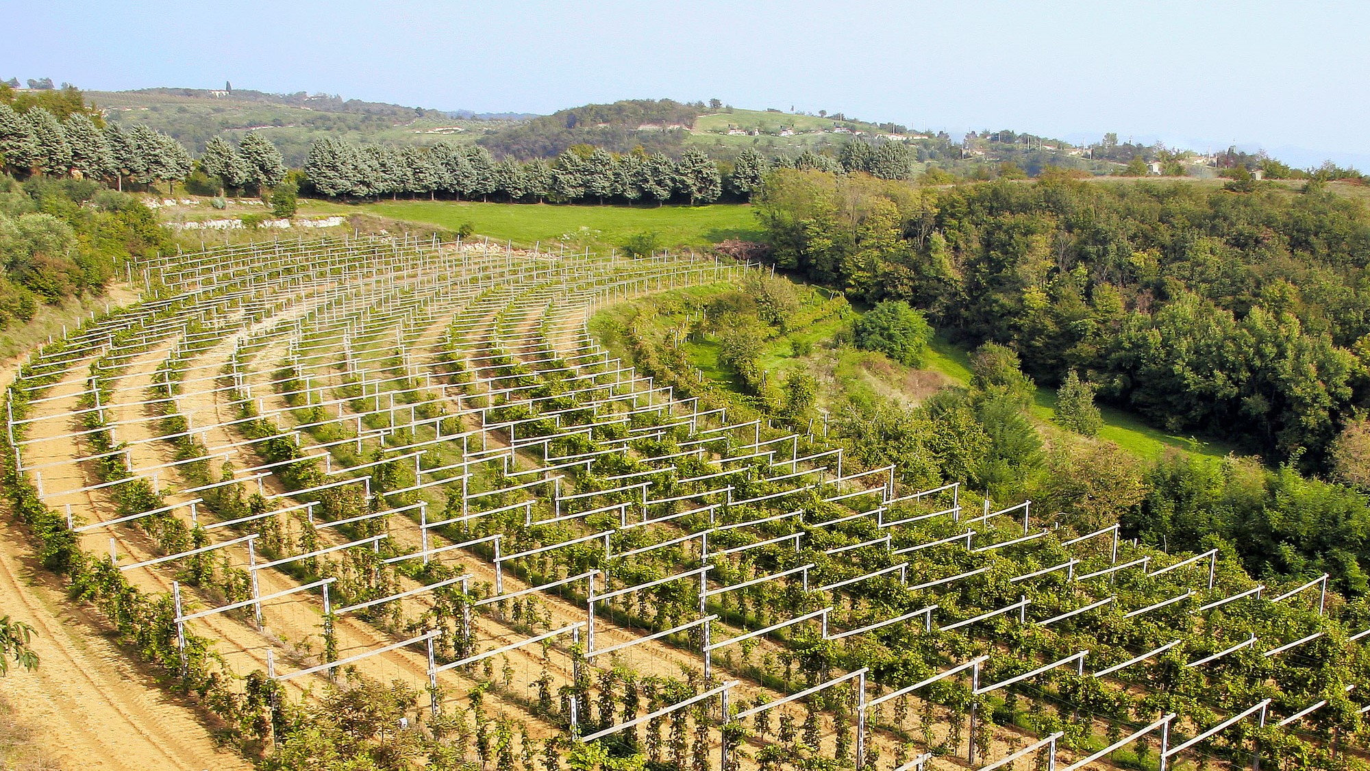Azienda Agricola La Torre