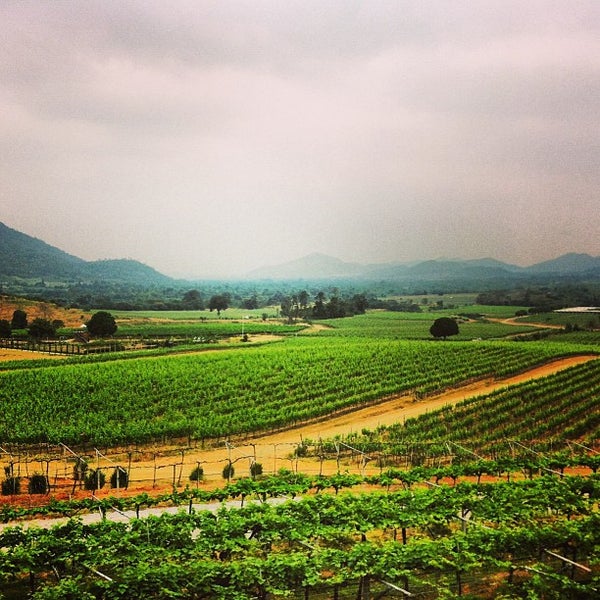 Monsoon Valley Vineyard