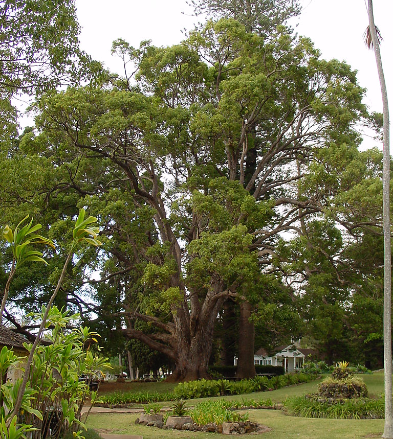 Hongo Yumimachi Camphor Tree