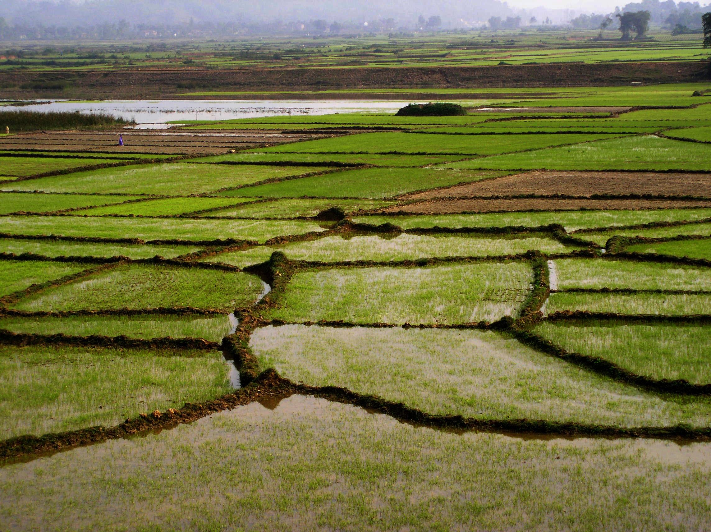 Organic Rice Field