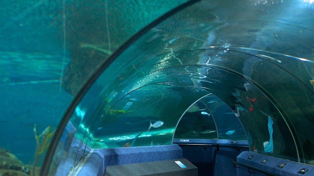 National Aquarium of New Zealand