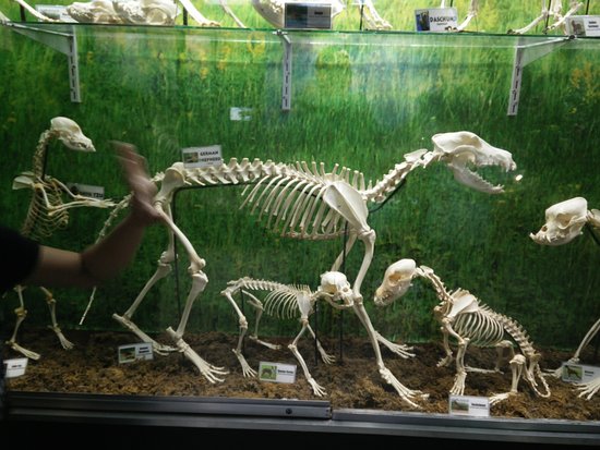 D' Bone Collector Museum