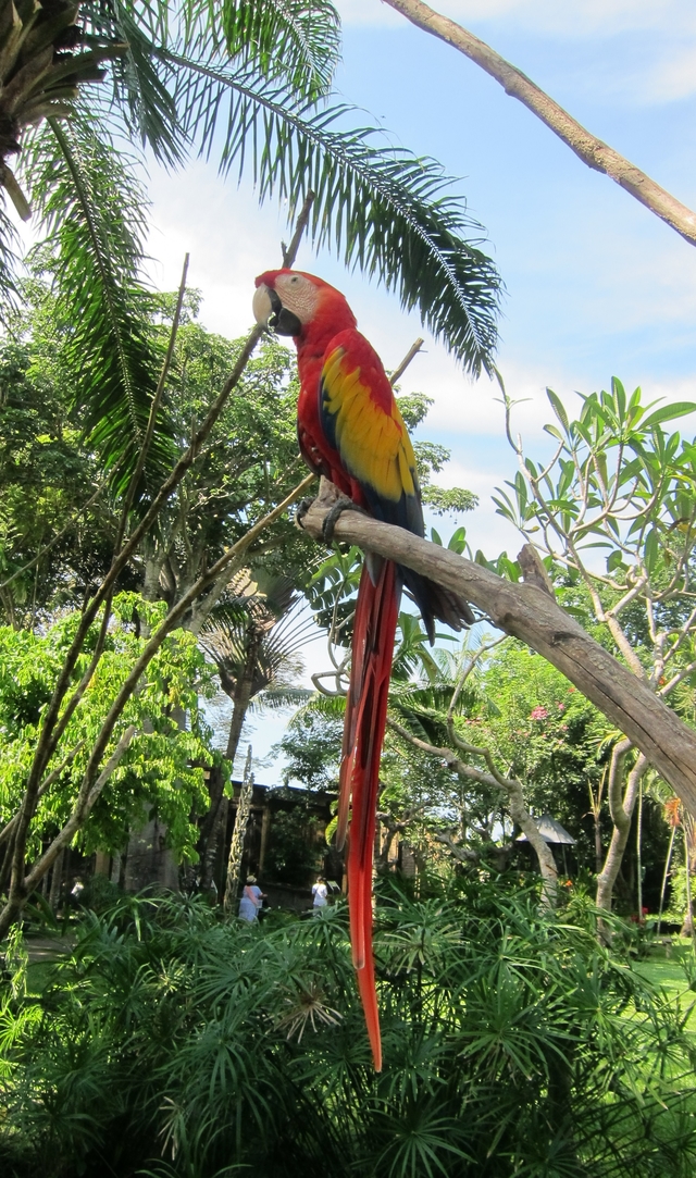 Bali Bird Park