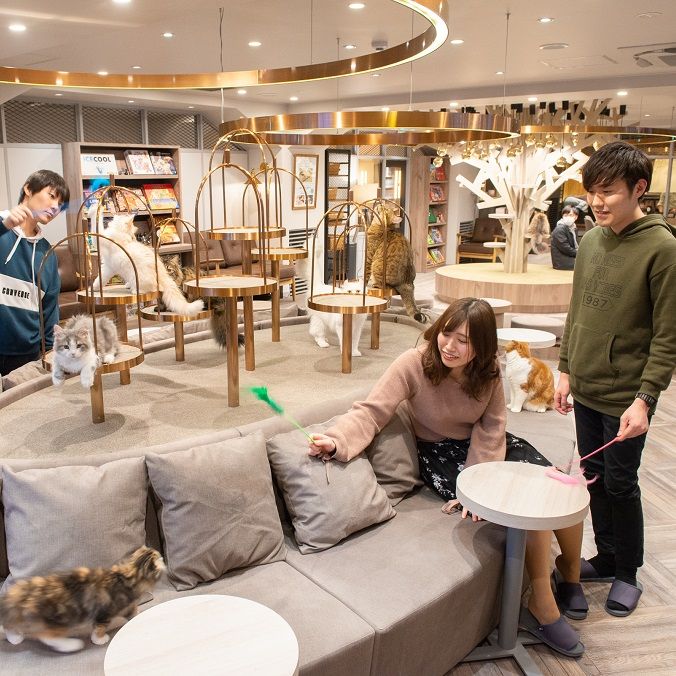 Cat Cafe Mocha Lounge Yokohama