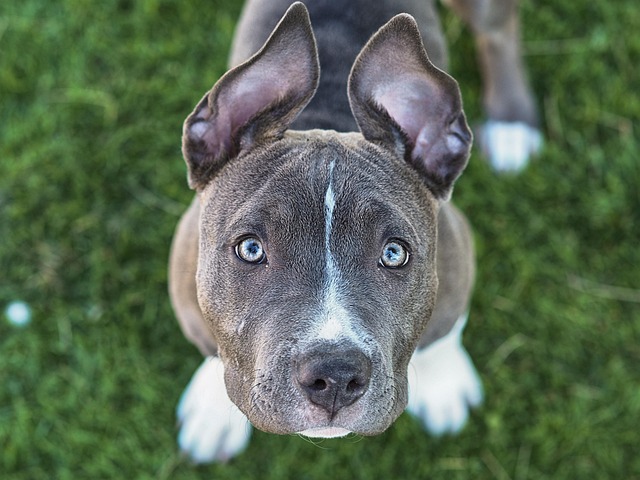 Blue Dog