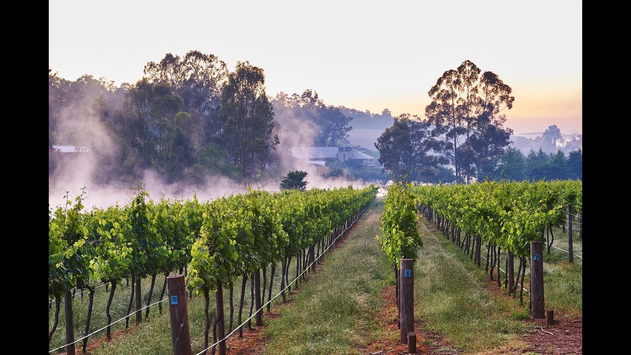 Lion Mill Vineyards