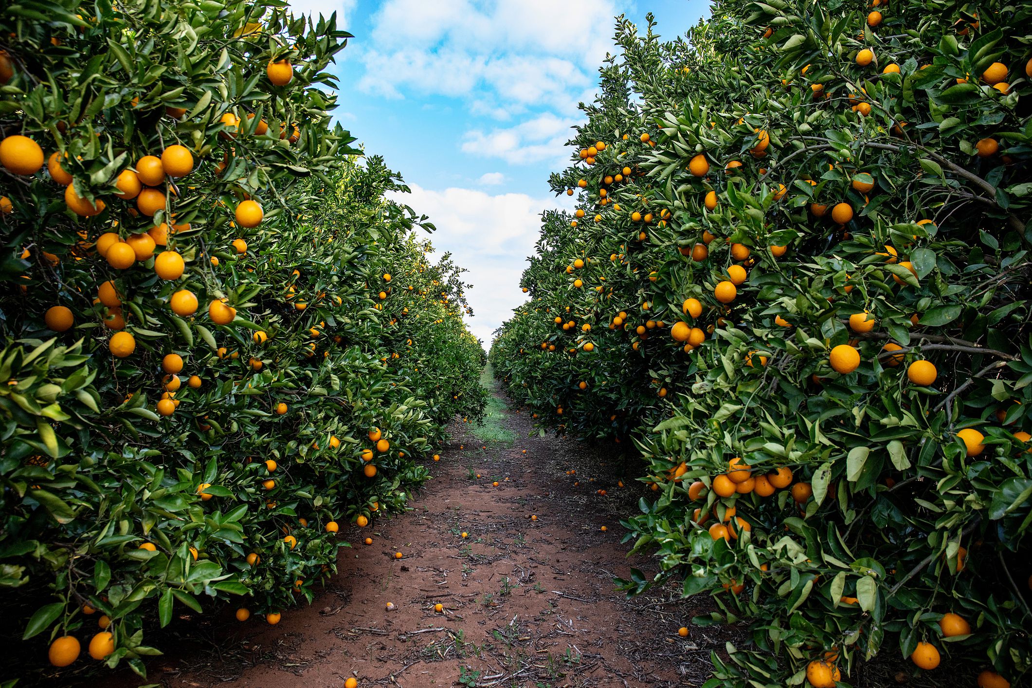 Fumin Forest Kurondo Orchards