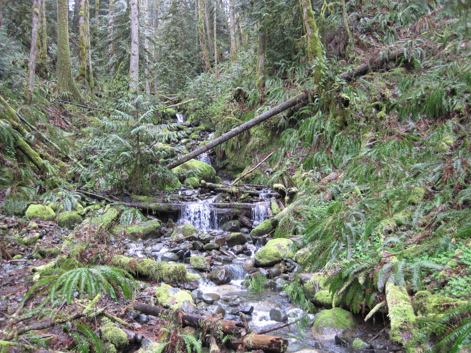 Dosewallips State Park