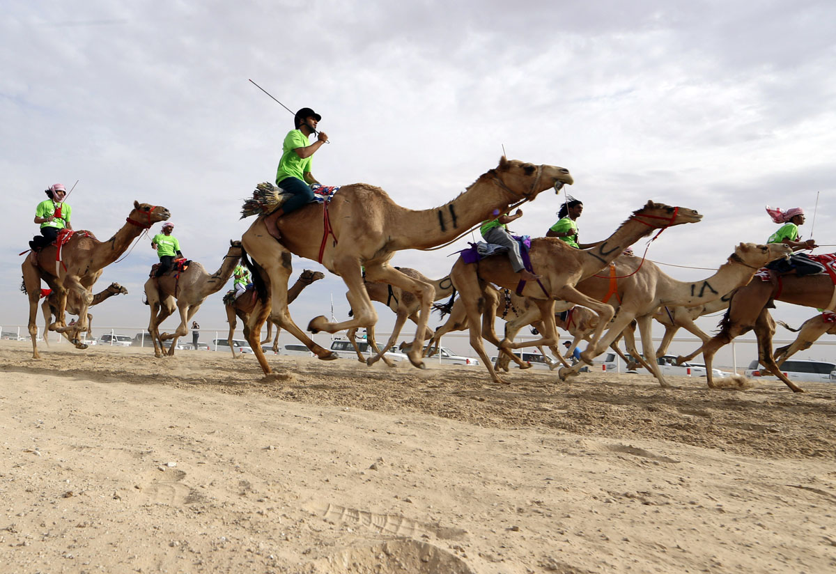 South Sinai Camel Festival