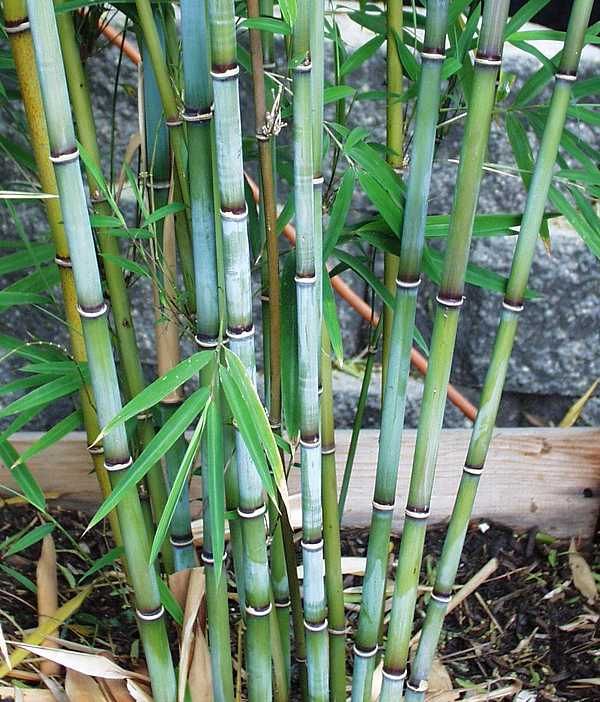Blue Bamboo