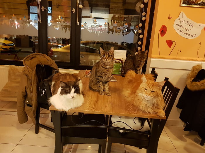Cat Cafe