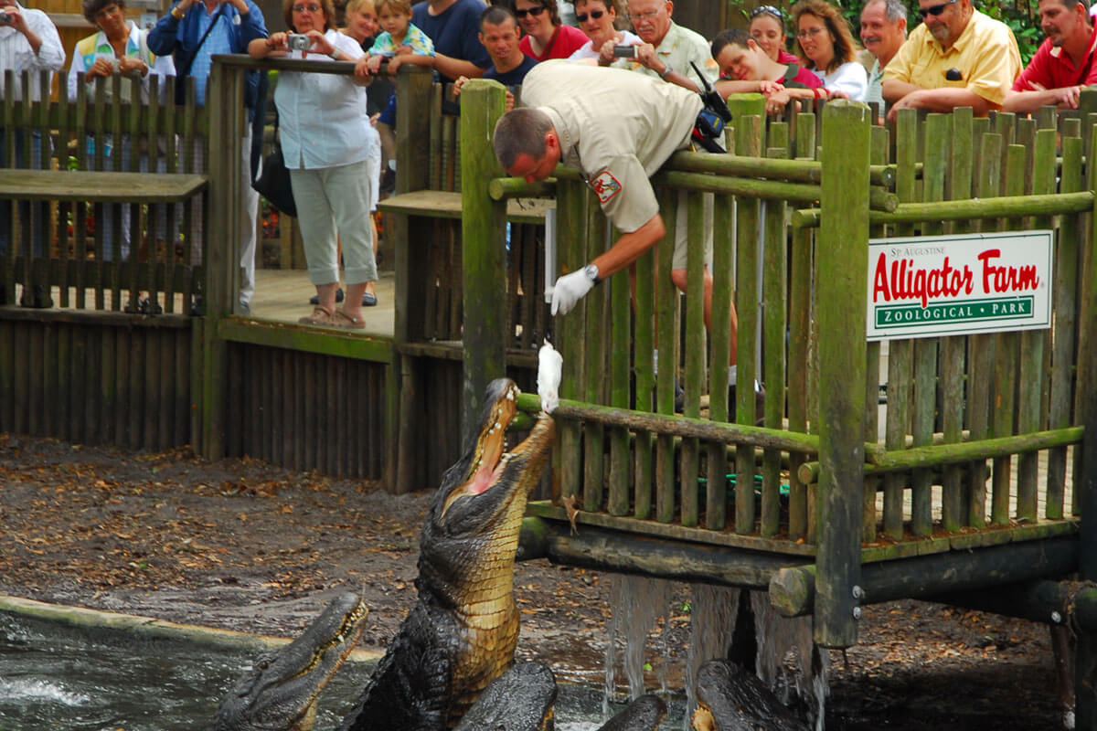 Crocodile Crossing (at Alligator Farm)