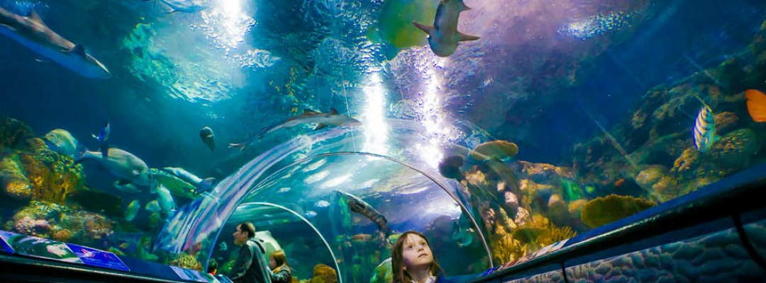 Shanghai Ocean Aquarium