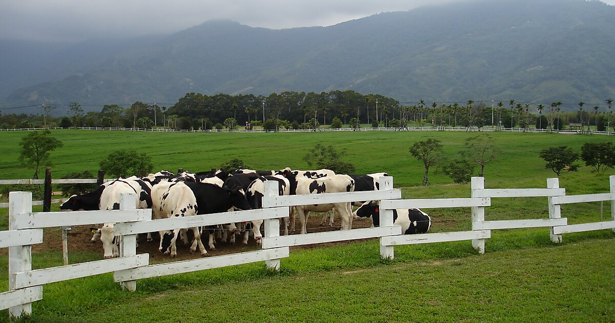 Cing Shan Farm