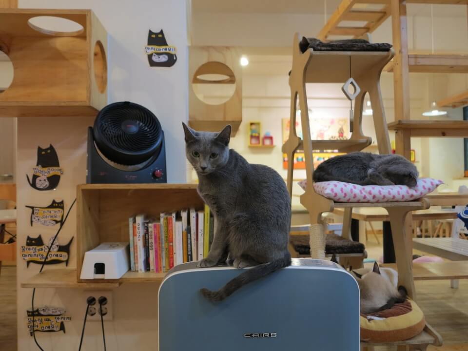 Catnip Cat Cafe
