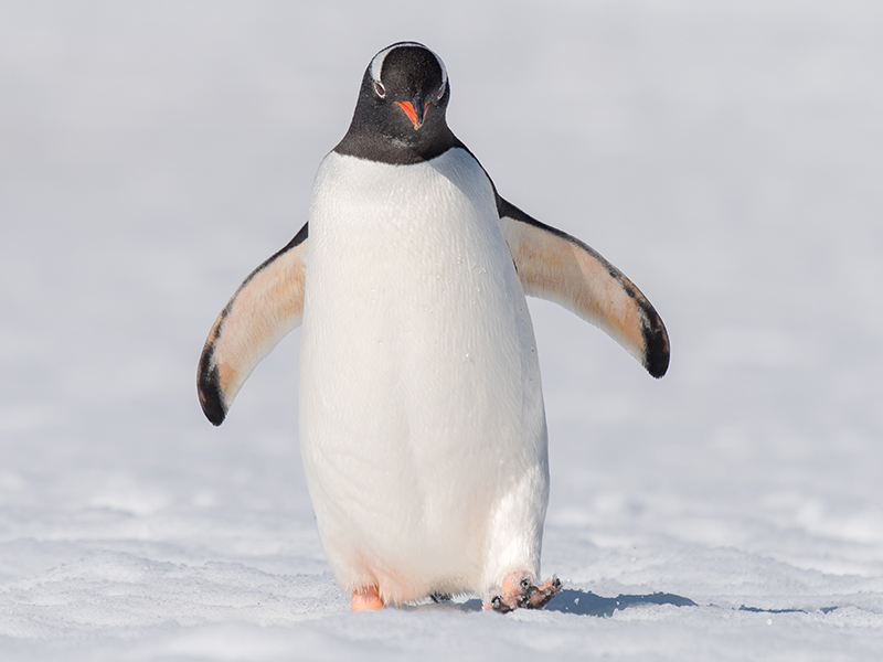Penguin Foreshore