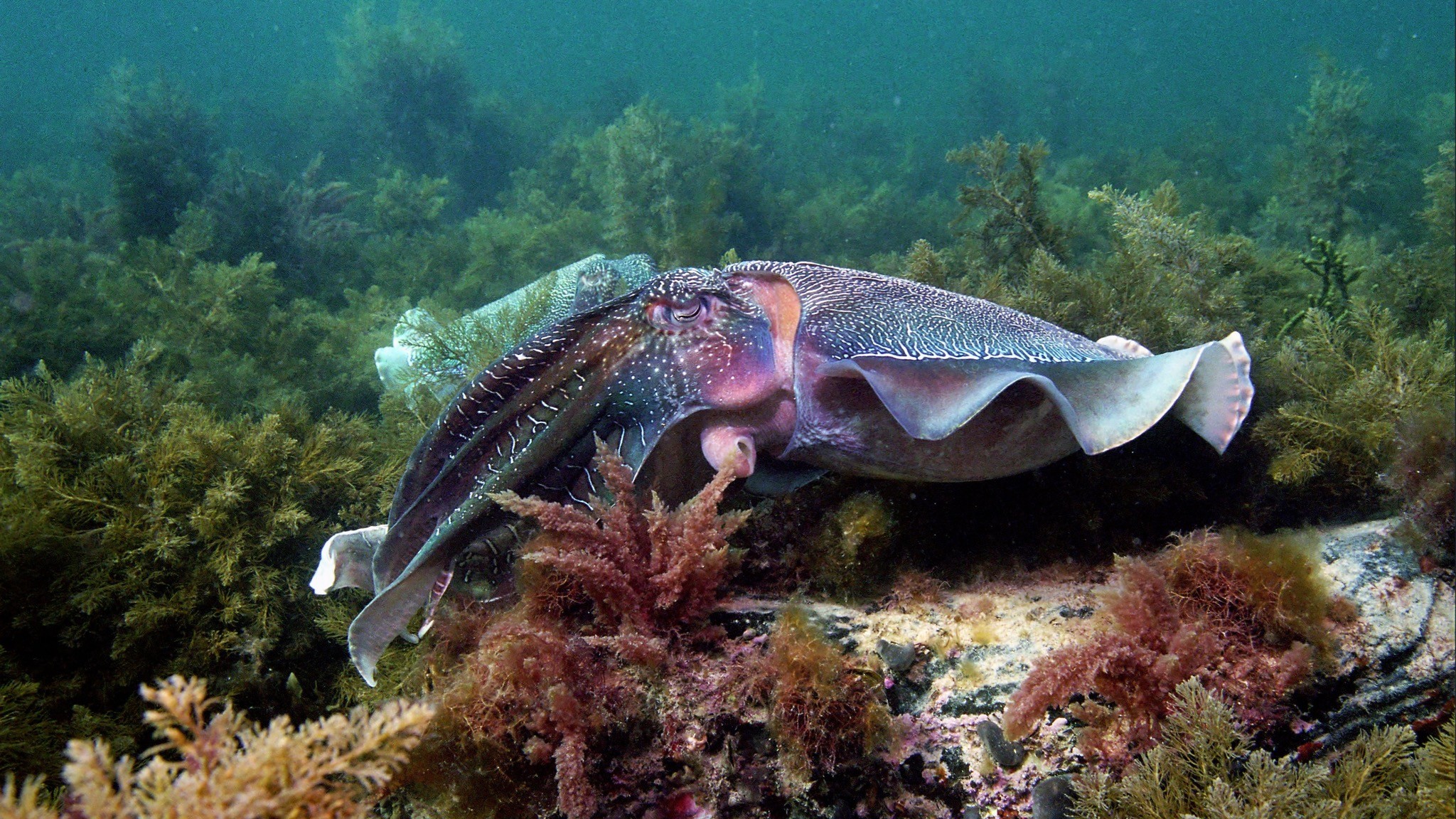 Cuttlefish Boardwalk